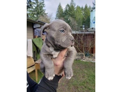 A kalite cane corso safkan blue ve blue tan