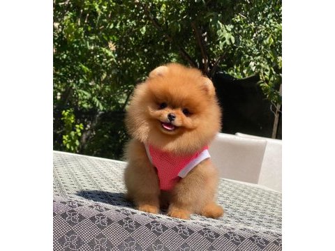 Show kalite pomeranian bebeklerim