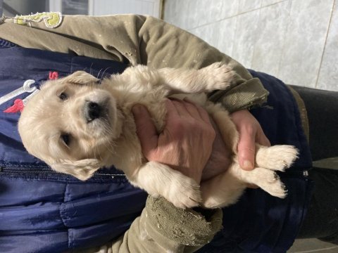 İrk garantili baby face golden retriever yavrular