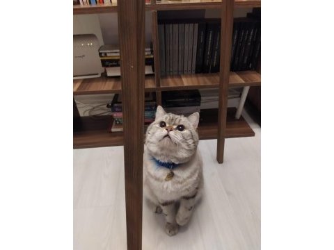 British shorthair silver sahiplendirilecektir