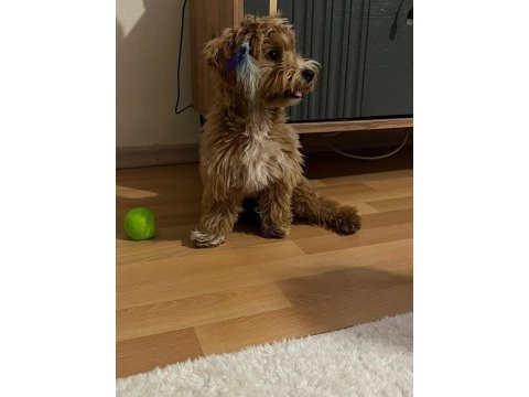 Maltipoo 7 aylık