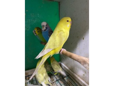 Erkut petten yavru jumbo muhabbet kuşları