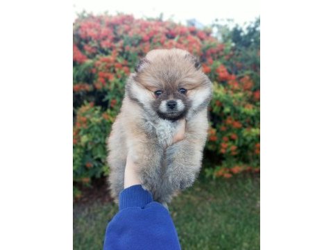 Üst kalite pomeranian boo