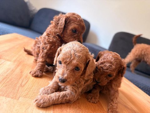 Muhteşem güzellikte teacup poodle yavruları