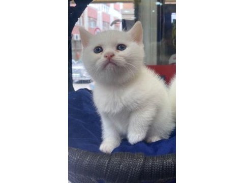 Gri british longhair ve beyaz shorthair yavrumuz