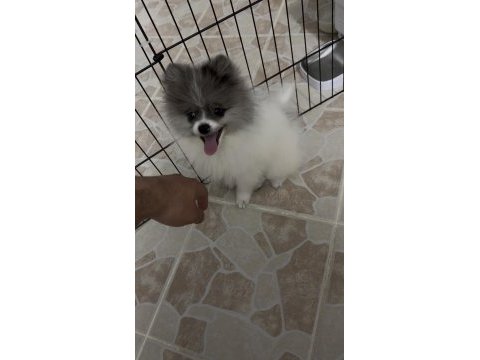 Merle pomeranian boo aşıları tam pasaportlu