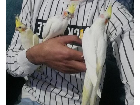 Satılık 2 aylık lutino sultan papağanları