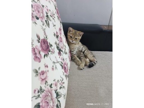 Biritish kedi
