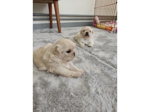 Pekinez cins köpek beyaz