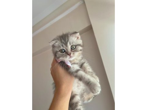 Yavru scottish fold