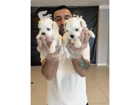 Shoooowwww kalite maltese terrier yavrular ankara mağazmzd