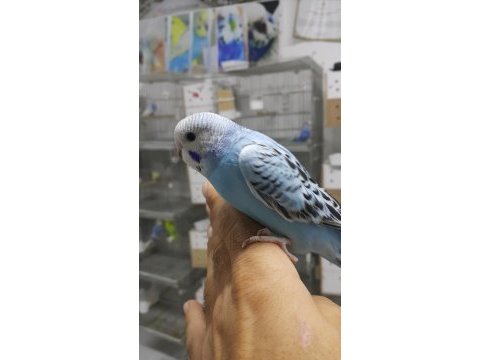 Yeni yeme düşmüş muhabbet kuşu yavrular