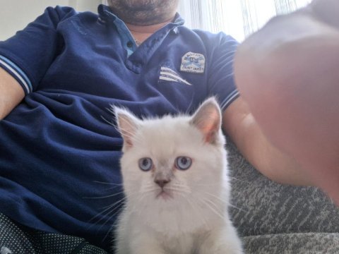 2 aylık erkek british shorthair