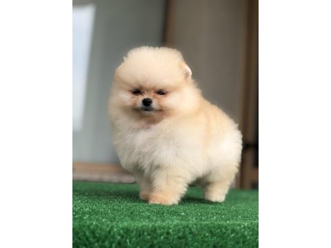 2.5 aylık üst kalite erkek pomeranian boo yavruları