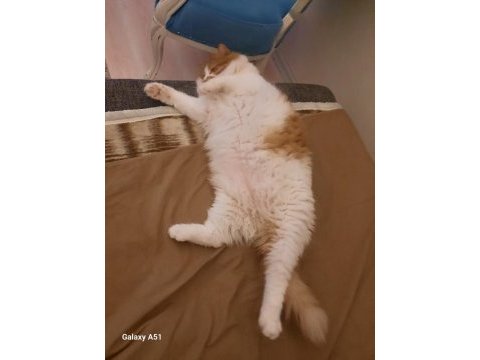 Kedimiz sarı tutku