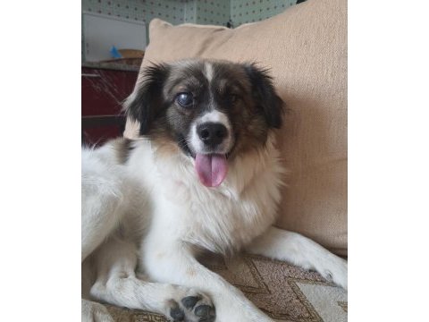 Chico ömürlük yuvasını arıyor border collie
