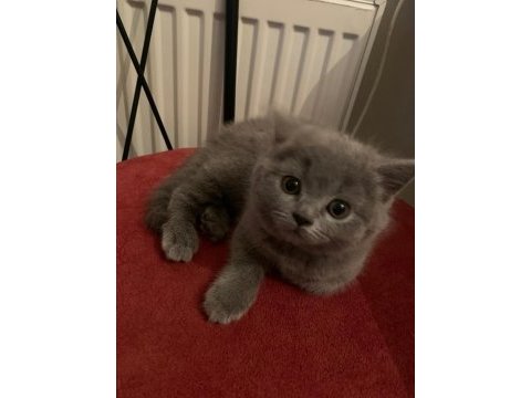 2 aylık britsh shorthair