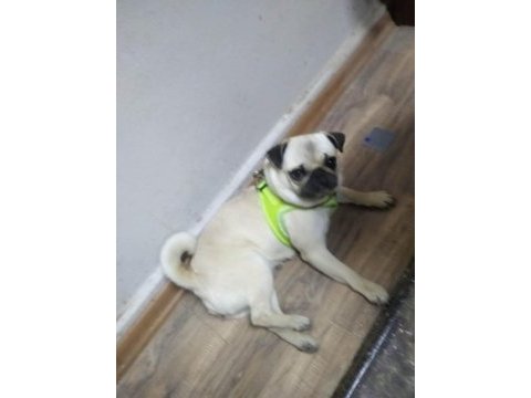 1 yaşında dişi pug uygun