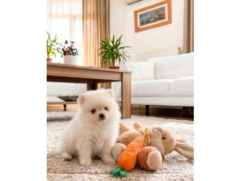 Pomeranian kızım sahibini arıyor uygun