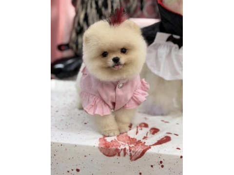 Teddy face ayı surat yapısına sahip pomeranian kızımız
