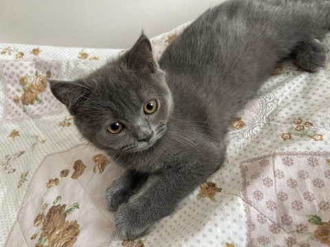 3 aylık british erkek kedi