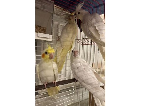 Yeni yeme düşen full evcil 35 günlük sultan papağanı