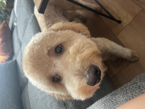 1 yaşında toy poodle erkek