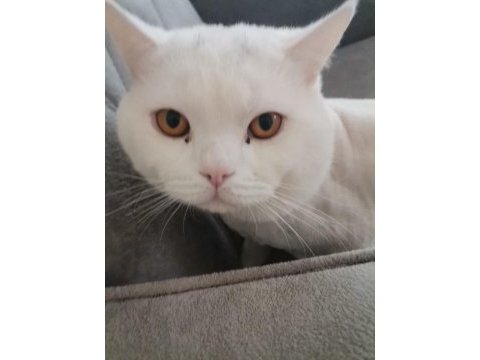 British shorthair kedim (kayıp)