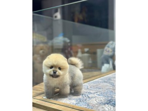 Teacup orange pomeranian boo yavrularımız