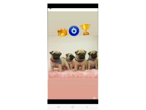 Muhteşem safkan pug yavruları