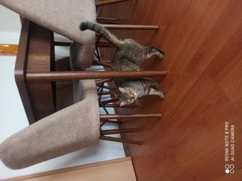 Ücretsiz cins kedi sahiplendirme