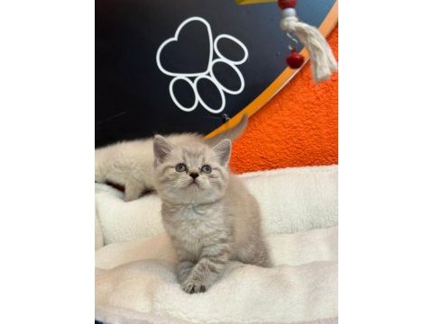 Silver british shorthair