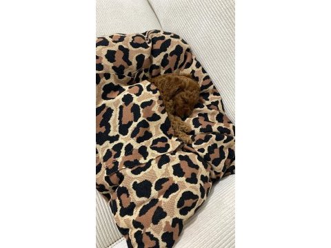 Toy poodle yavru