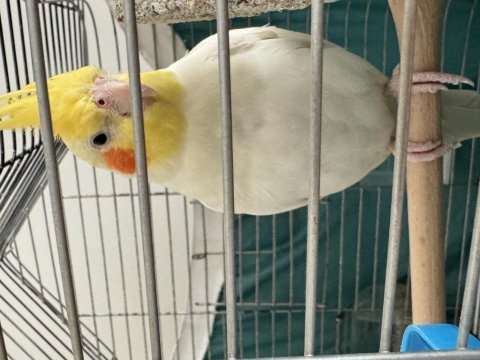 Evcil sağlıklı sultan papağanı