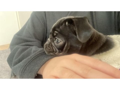 Black pug dişi