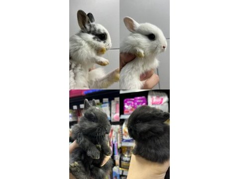A kalite cüce ve lop tavşanlar