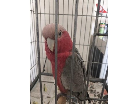 Rose galah kakadu