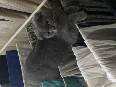 Safkan scottish fold dişi