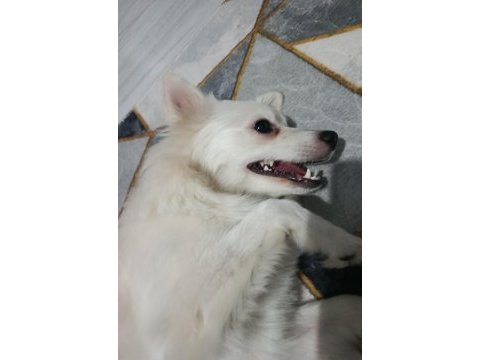 Bella isimli dişi köpeğimize yuva arıyorum ücretli