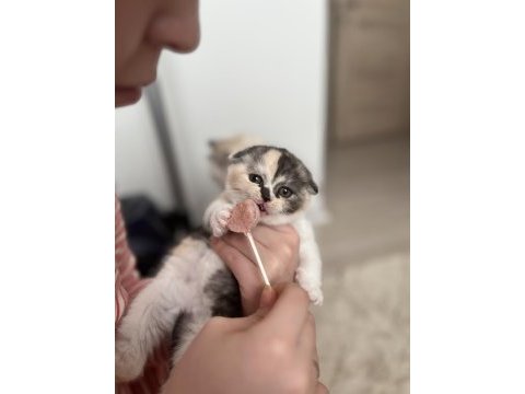 Dişi biblo tricolor scottish fold