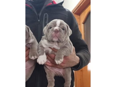 Sitenin en güzel ingiliz bulldog bebekleri