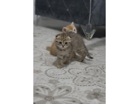 2 aylık scottish fold bebeklerimiz