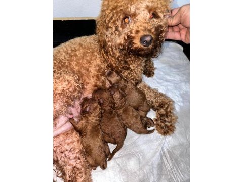 Kore kan poodle sahiplendirme
