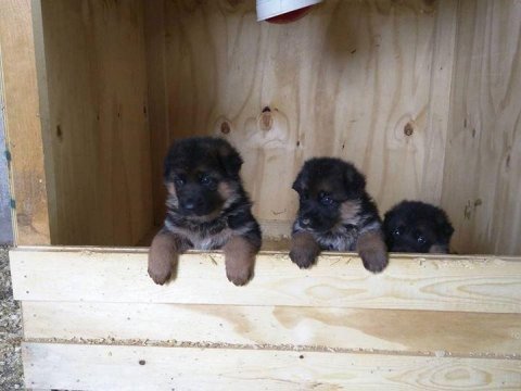 Alman çoban köpeği yavruları