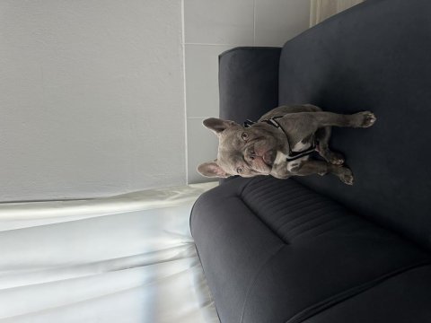 French bulldog köpeğimiz