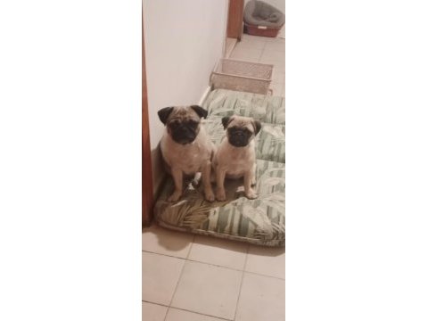 4 aylık aile köpeği pug