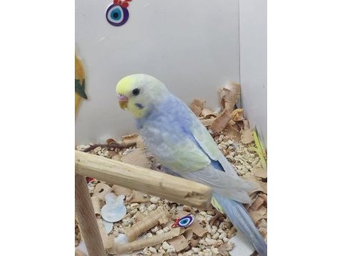 Muhabbet kuşu yavruları