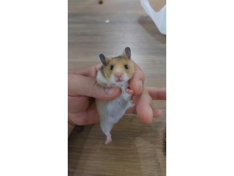 6 adet hamster