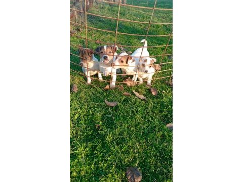 Jack russell yavrular