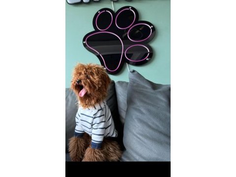 Toy poodöe yavrularımız yeni yuvalarını arıyor.
